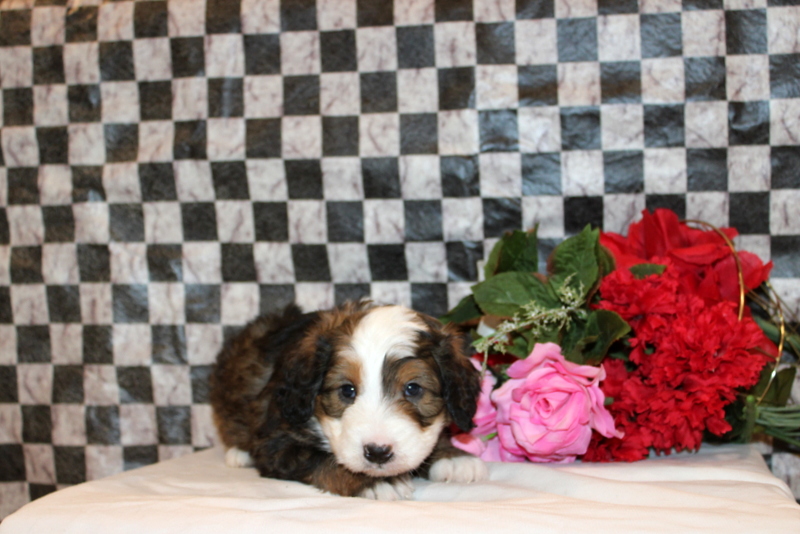 puppy, for, sale, Bernedoodle F2, Matthew B. Stoltzfus, dog, breeder, Gap, PA, dog-breeder, puppy-for-sale, forsale, nearby, find, puppyfind, locator, puppylocator, aca